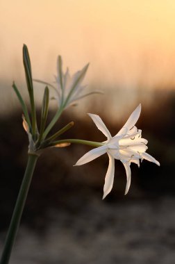 Büyük beyaz çiçek Pancratium maritimum Akdeniz'de İsrail, kumlu sahilinde