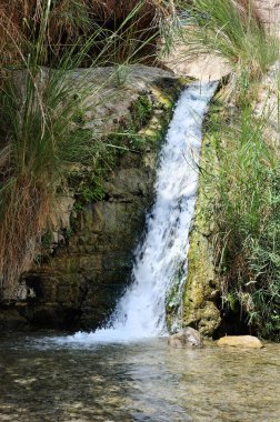 Akarsu ve şelaleler doğa rezerv Ein Gedi Lut İsrail'de