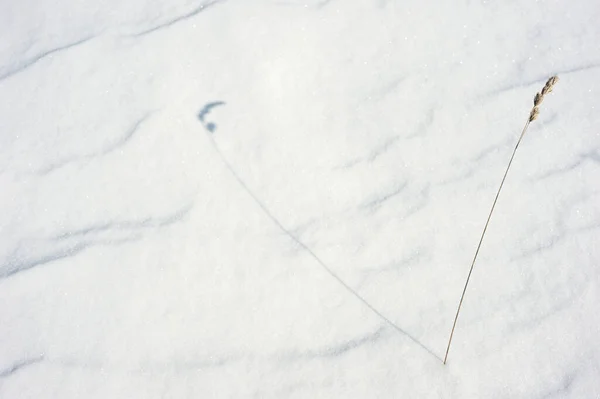 Textura Grossa Neve Acentuada Por Uma Luz Solar Deslizante — Fotografia de Stock