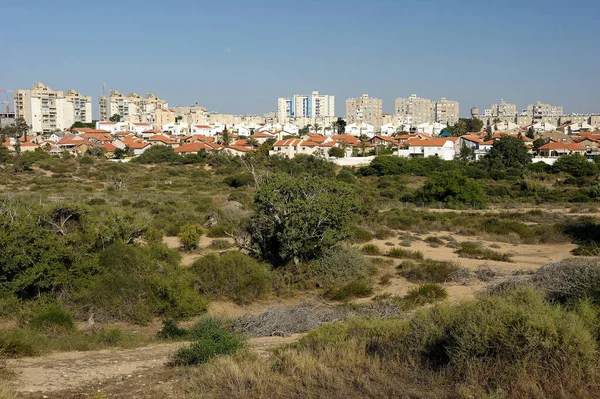 Palmy Morza Śródziemnego Park Aszkelon Izraelu — Zdjęcie stockowe