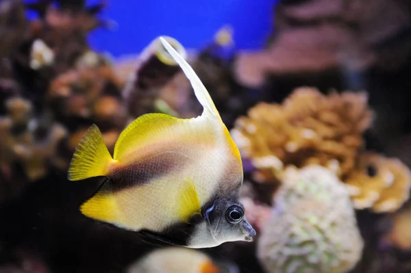 Fisk Koraller Och Andra Ljusa Och Färgstarka Invånare Röda Havet — Stockfoto