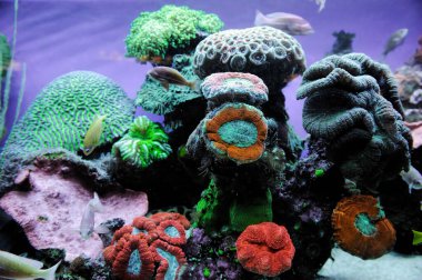 Balık, mercan ve Kızıldeniz parlak ve renkli diğer sakinleri.