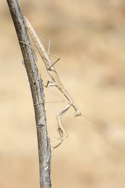 Primer Plano Naturaleza Israel Mantis Pequeña Una Rama — Foto de Stock