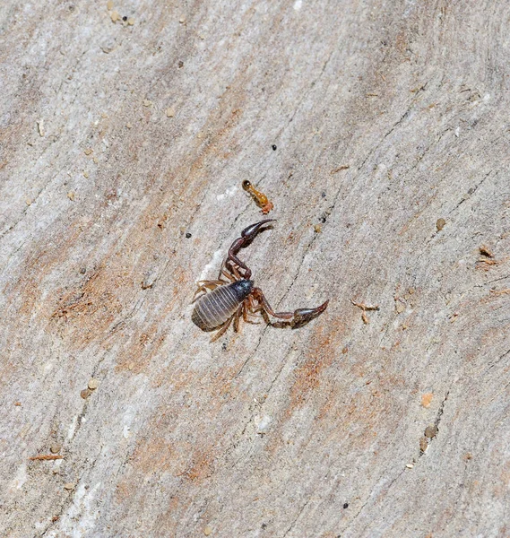 Gros Plan Sur Nature Israël Pscudoscorpions Sur Arbre — Photo