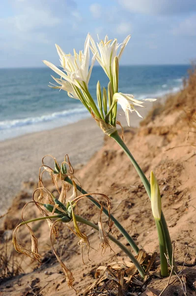 Большой Белый Цветок Pancratium Maritimum Песчаных Берегах Средиземного Моря Израиле — стоковое фото