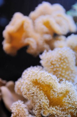 Balık, mercan ve Kızıldeniz parlak ve renkli diğer sakinleri.