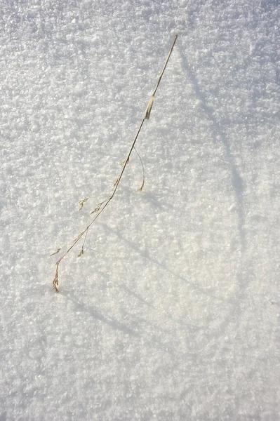 Texture Grossière Neige Accentuée Par Une Lumière Solaire Coulissante — Photo