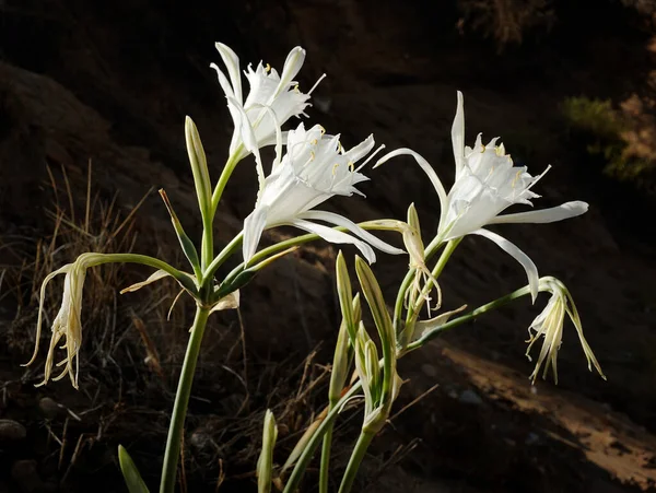 Grande Flor Branca Pancratium Maritimum Nas Margens Arenosas Mar Mediterrâneo — Fotografia de Stock