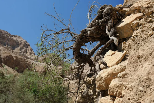 Montanhas Reserva Natural Ein Gedi Nas Margens Mar Morto Israel — Fotografia de Stock