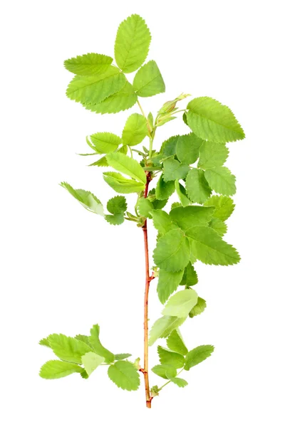 Gren med bud och gröna blad — Stockfoto