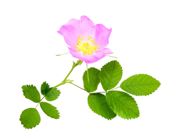 Branch of dog rose with leaf and flower — Stock Photo, Image