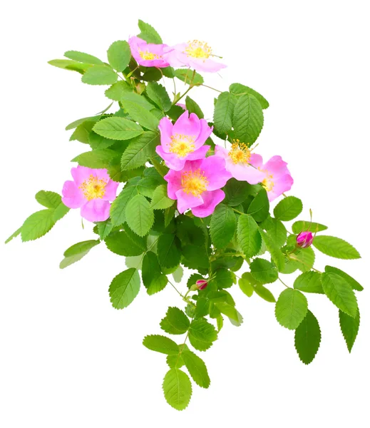 Branch of dog rose with flowers — Stock Photo, Image