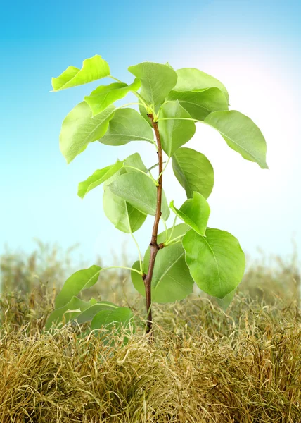 Albero germogliare attraverso l'erba secca — Foto Stock