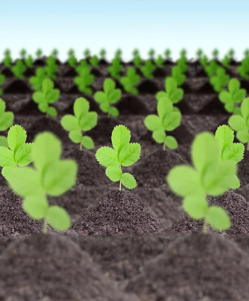Rows of young green plants — Stock Photo, Image