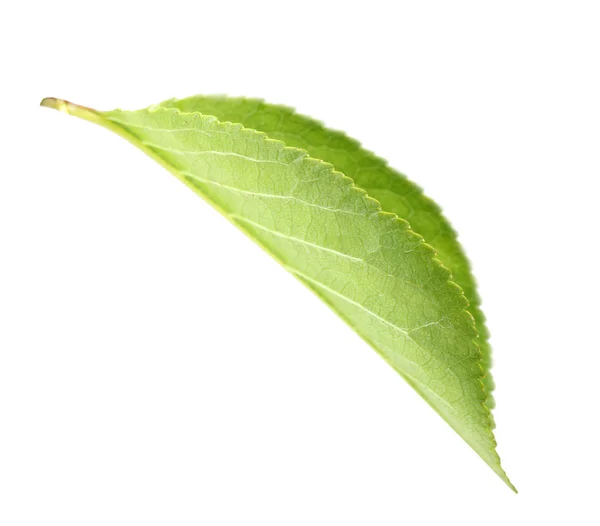 Hoja verde de manzano — Foto de Stock