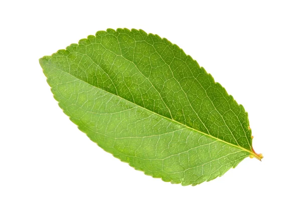 Зеленый лист яблони Стоковое Изображение
