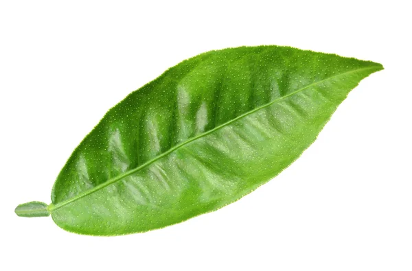 Zielony liść drzewa cytrusowe — Zdjęcie stockowe
