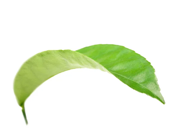 Curving a green leaf — Stock Photo, Image