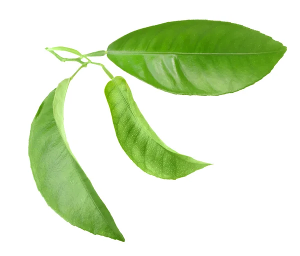 Hoja verde de árbol cítrico — Foto de Stock