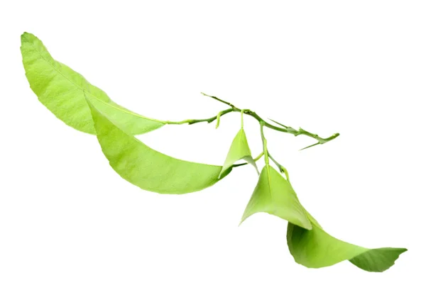 Зелена гілка цитрусової — стокове фото
