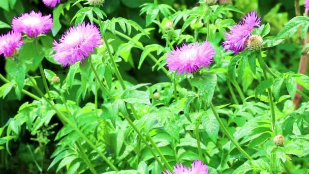 Flor púrpura y hojas verdes — Vídeos de Stock