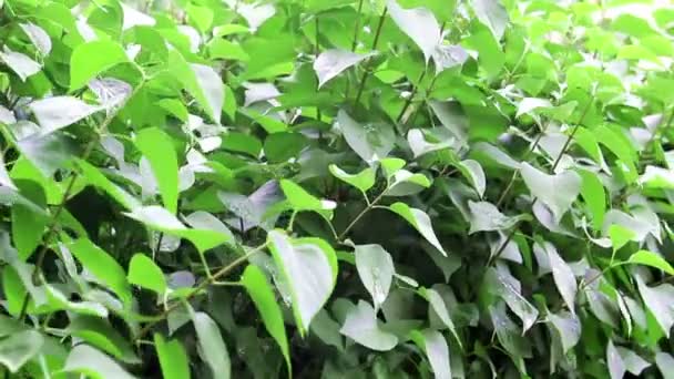 ライラックの緑の若い葉 — ストック動画