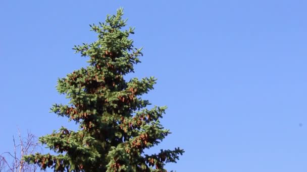 Yeşil bir kürk ağaçta kuş — Stok video