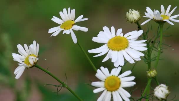 Flowers of daisys — Stock Video