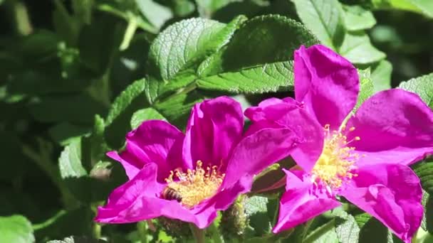 Два фиолетовых цветка собачьей розы — стоковое видео