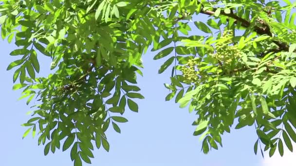 Background of tree branch of rowan tree — Stock Video