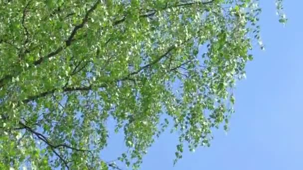 Tree branch of birch tree with young green leaves — Stock Video