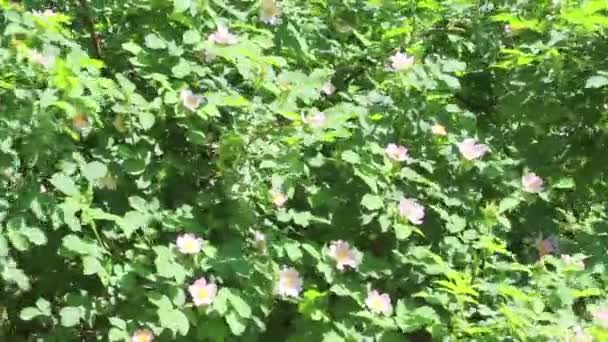 Background of branches of dog-rose — Stock Video