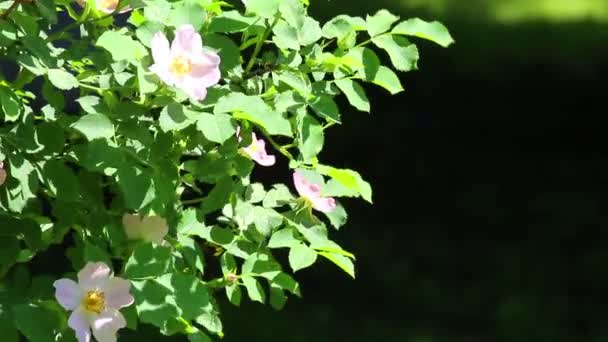 Branch of dog-rose with young green leaves — Stock Video