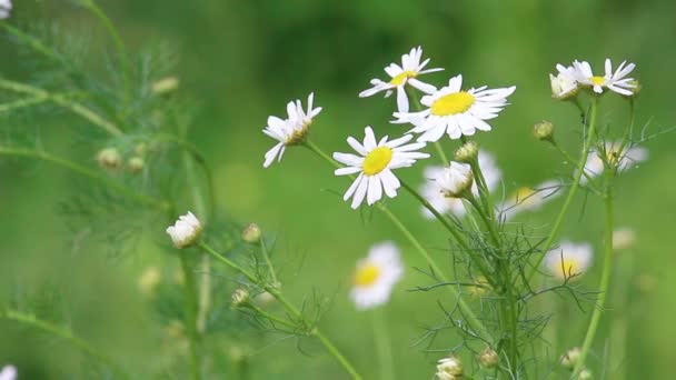 Weiße Blüten der Kamille — Stockvideo