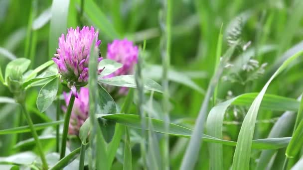 Pink flowers of clover — Stock Video
