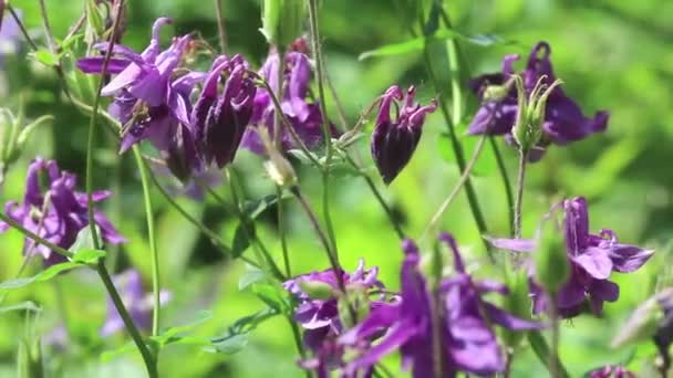 Violet flowers of aquilegia — Stock Video