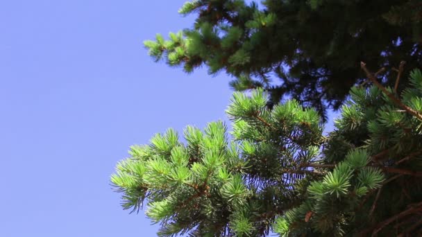 Kivster för unga gröna fir-tree — Stockvideo