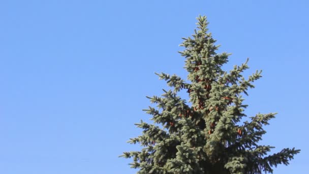 Green fir-tree with fir-cones — Stock Video