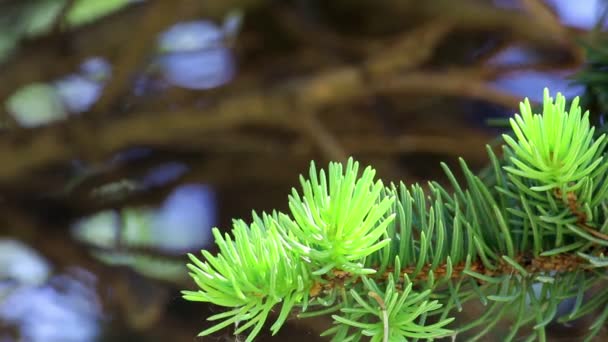 Sprout of young green fir-tree — Stock Video
