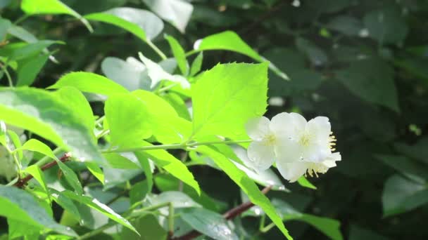 Sprossen mit Blatt und Jasminblüte — Stockvideo