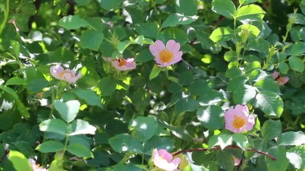 Background of branches of dog-rose — Stock Video