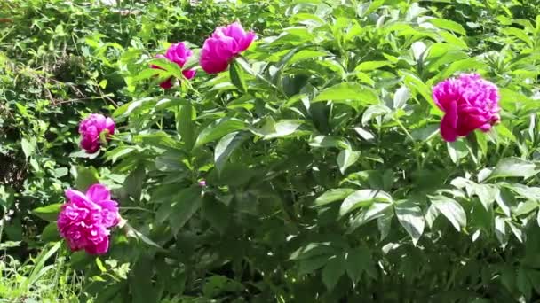Peony with leaf and purple flower — Stock Video