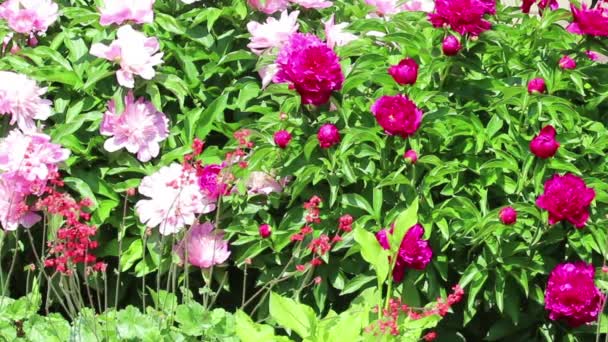 Cespuglio di peonia con foglia e fiore — Video Stock