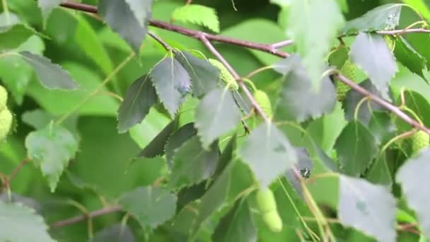 Branch of birch tree — Stok video
