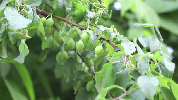 Branch of plum-tree with berrys — Stock Video