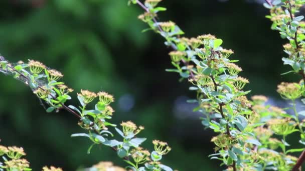 Dekorative Zweige mit Blumen — Stockvideo