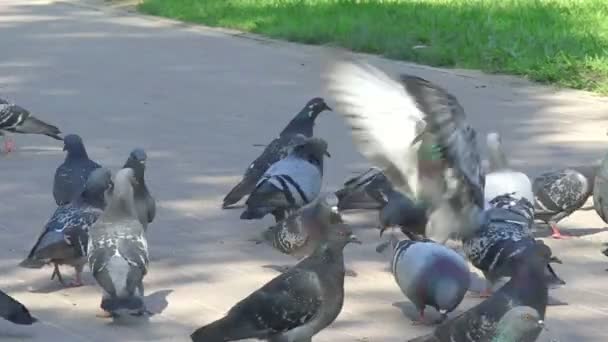 Flock of pigeons — Stock Video