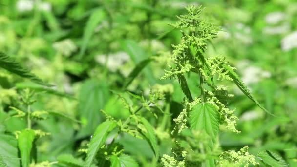 Young nettle sprouts — Stock Video