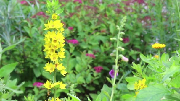 Κίτρινα λουλούδια με ελαφρύ άνεμο — Αρχείο Βίντεο