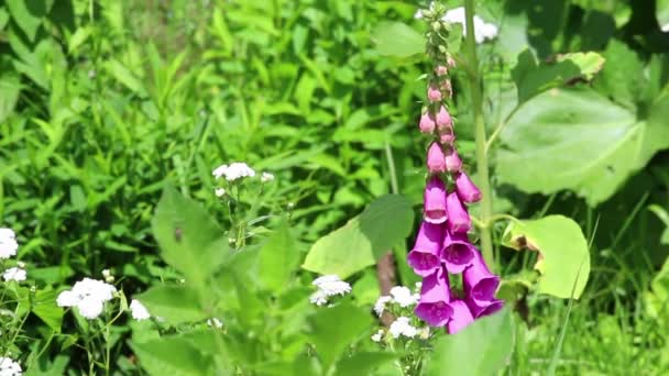 Groep van paarse bloemen — Stockvideo